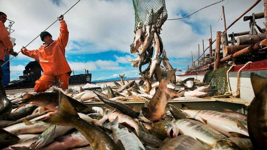 «Золотая рыбка»: Глава агентства по рыболовству Савельев сообщил о росте цен на рыбу из-за сокращения экспорта
