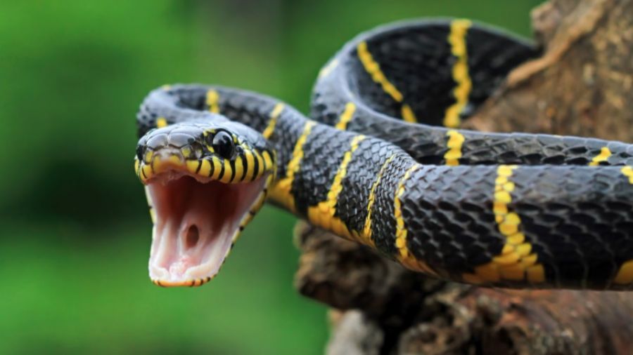 Биолог Гомыранов рассказал, как вести себя при встрече со змеей