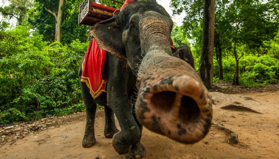 В Таиланде слон не выдержал жары и разорвал дрессировщика
