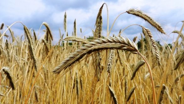 ВЗГЛЯД: Ближний Восток разрушает миф Украины о мировом голоде из-за нехватки зерна