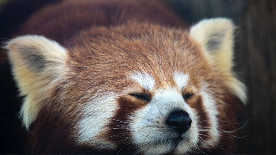 Малыши красной панды в Великобритании увеличили популяцию видов