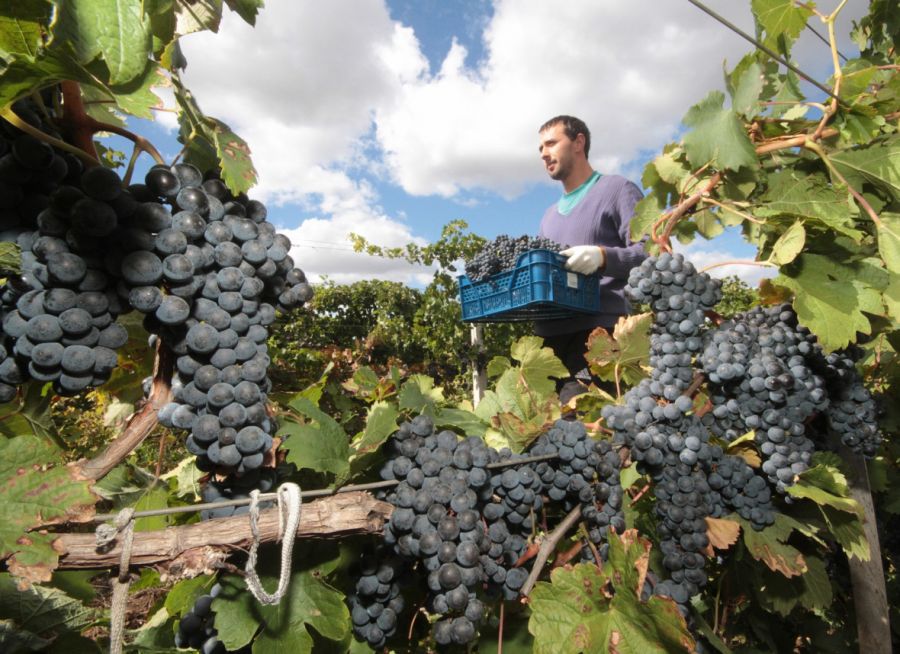 Производители вин в Крыму отмечают увеличение цен на виноград