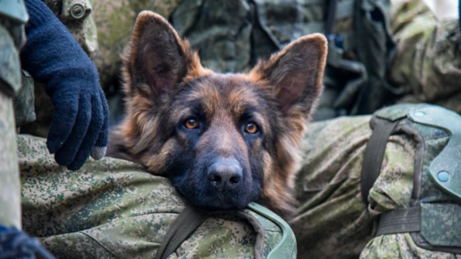Запашный: В рядах ВС РФ есть собаки, спасающие жизни в зоне проведения спецоперации
