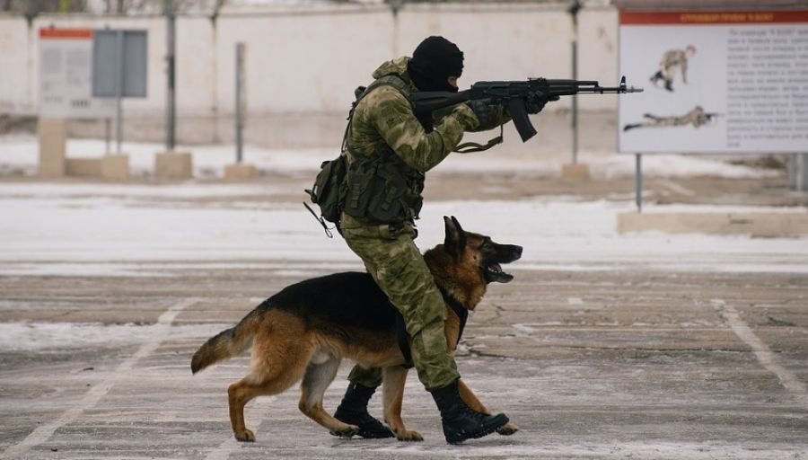 МК: Минобороны РФ показало кадры, как пес Бандит помогает бойцу ВС РФ на передовой в зоне СВО
