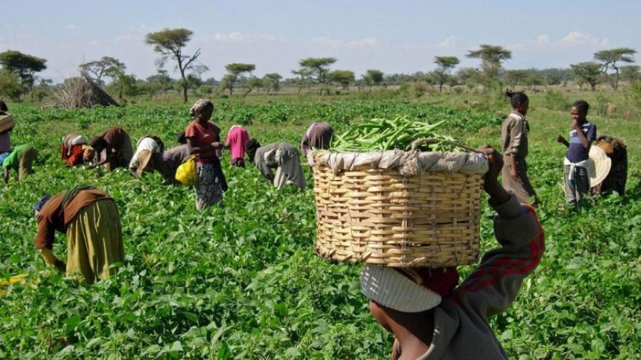 Компания OCP Africa стремится к развитию сельского хозяйства в Африке