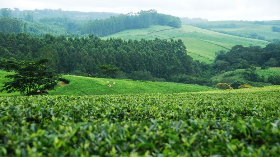 Евросоюз выделил Малави 186 млн долларов на развитие сельского хозяйства