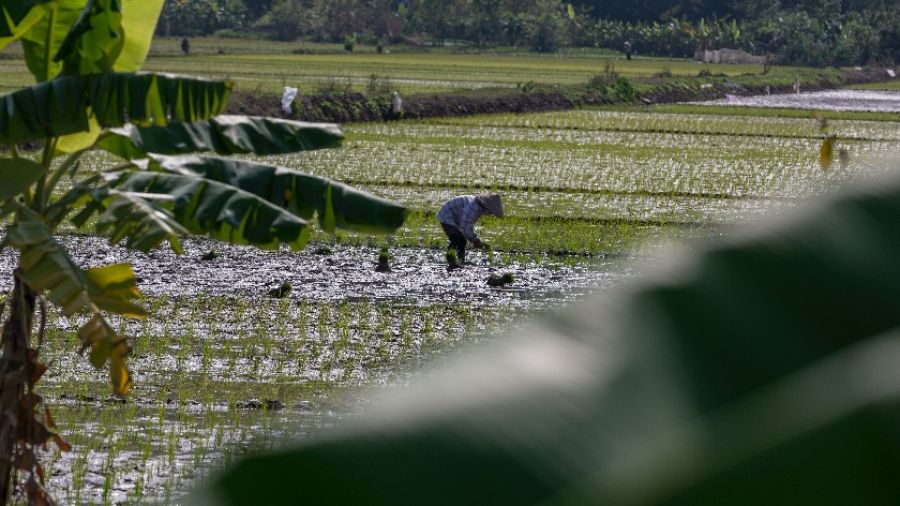 Правительство Фиджи сообщило фермерам о повышении цен на два вида риса вдвое