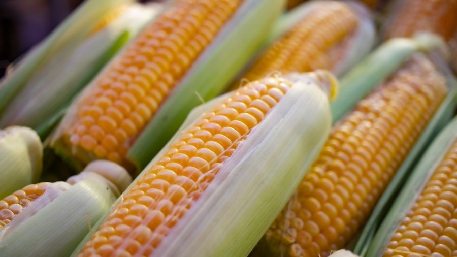 Министр сельского хозяйства Малави сообщил о  впечатляющем урожае кукурузы
