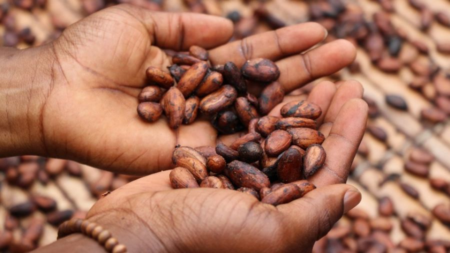 Рост цен на какао увеличил доходы камерунских фермеров