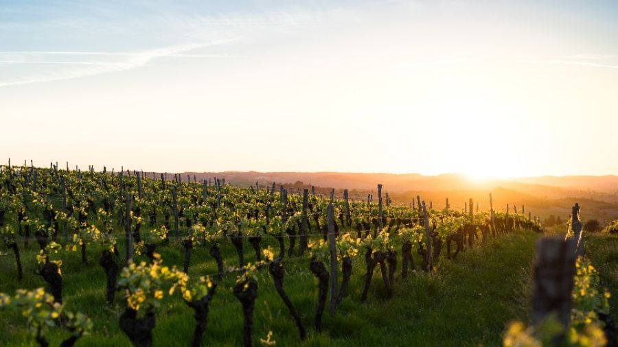 Виноградник Daou Vineyards, принадлежащий братьям из Ливана, продали за $1 млн