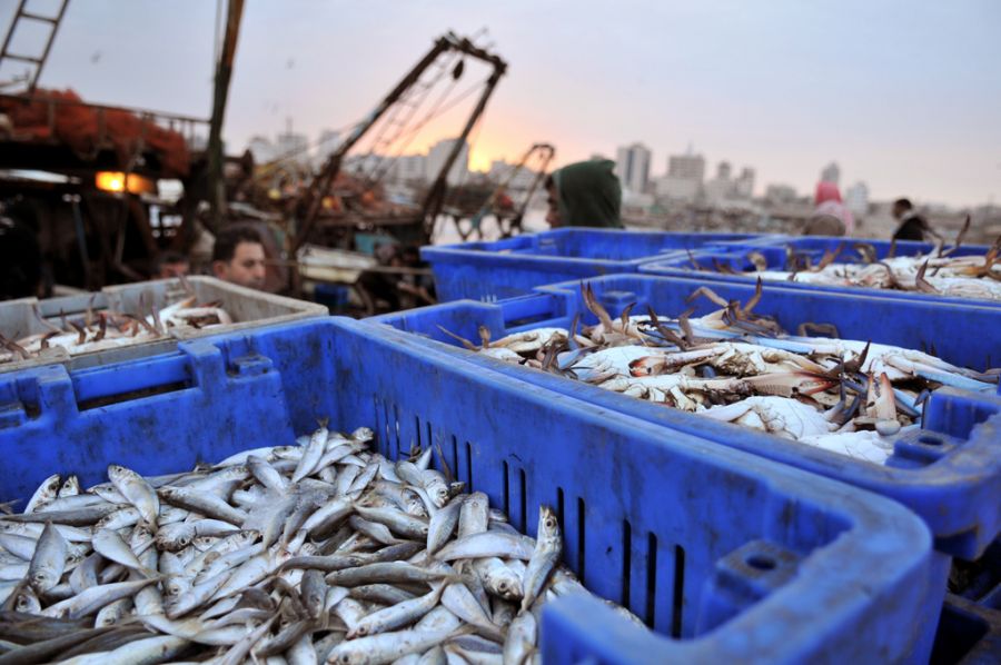 Россия лишилась главного импортера морепродуктов, потеряв за год $838 млн