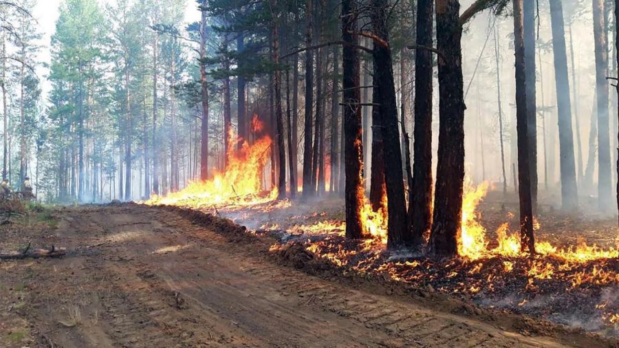 На сохранение лесов в Кировской области выделено 100 миллионов рублей