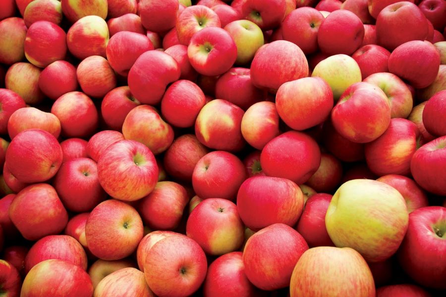 В Польше садоводы теперь продают яблоки ниже себестоимости из-за эмбарго России