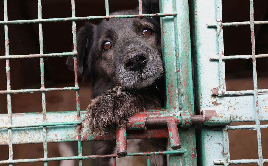 В Тюменской области начнут строить приюты для животных из-за случаев бешенства