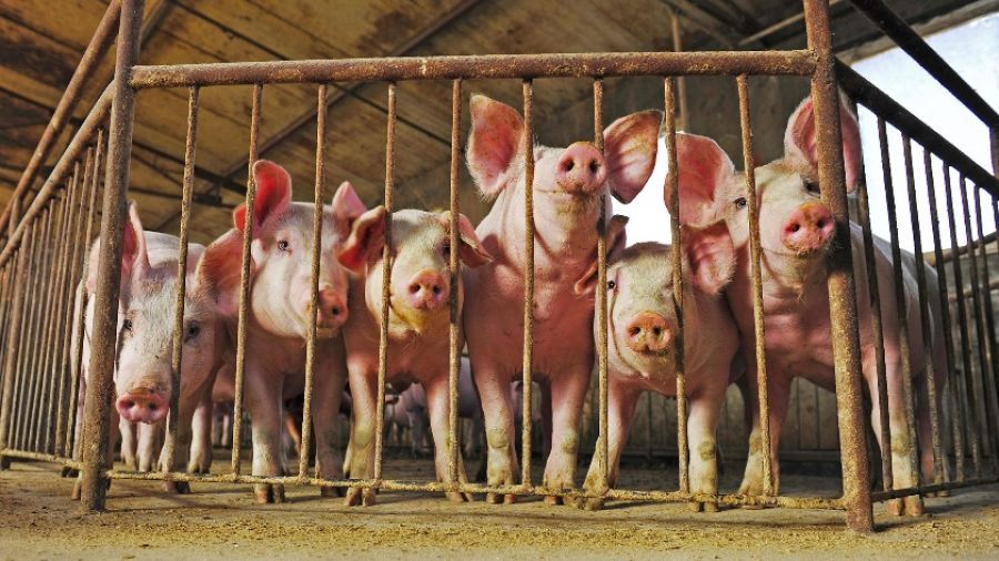 Interia проинформировала, что рост цен на энергию в Польше привел сокращению поголовья свиней