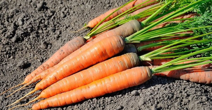 «Что творится?»: в Украине подорожала морковь в 2,2 раза