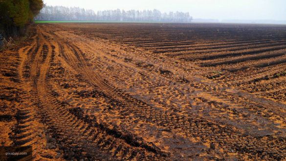 Томич: уничтожение аграрного сектора сделали Украину импортозависимой