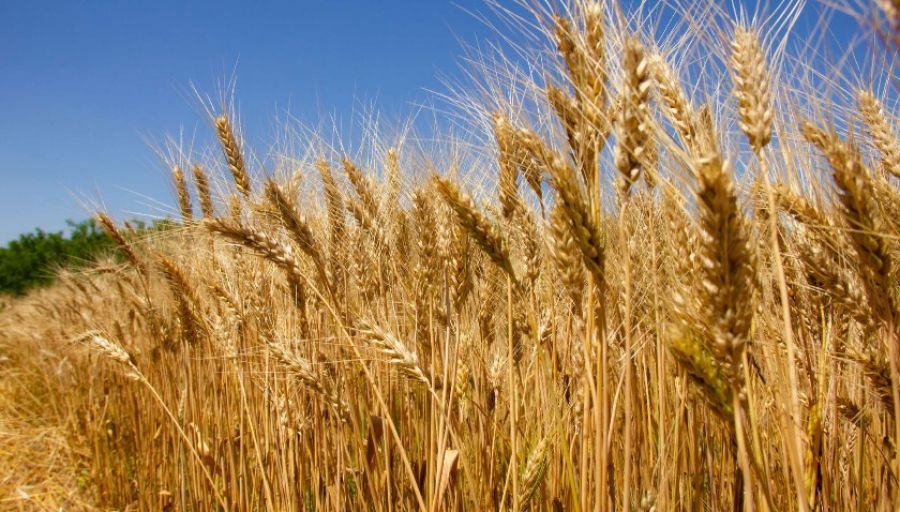 В Минобороны Турции сообщили о начале поставок зерна с Украины в скором времени