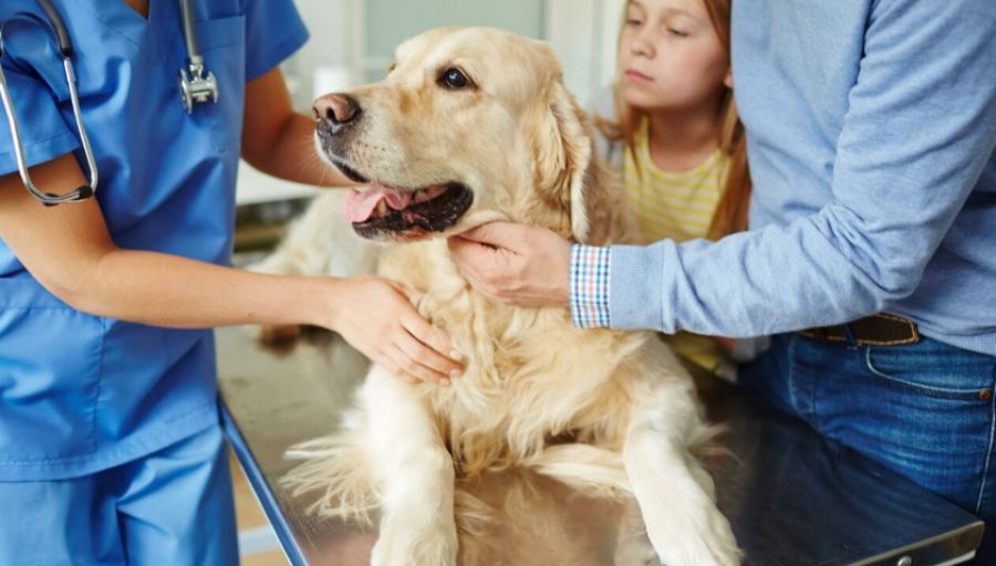 Ветеринары жалуются на нехватку лекарств для животных