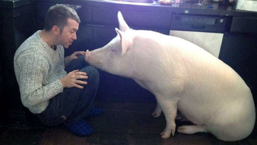 Генетики из США задумались над вопросом, что получится, если скрестить человека и свинью