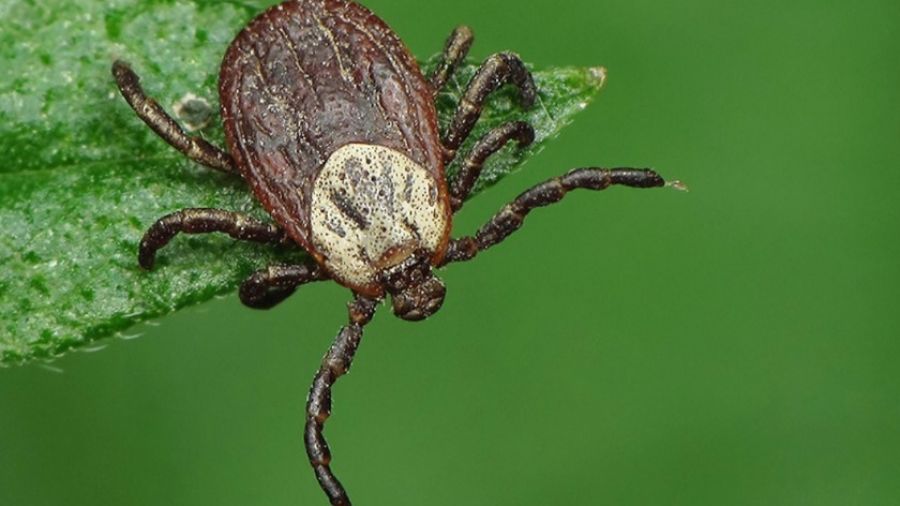 Current Biology: Накопление статического электричества на одежде и мехе притягивает клещей