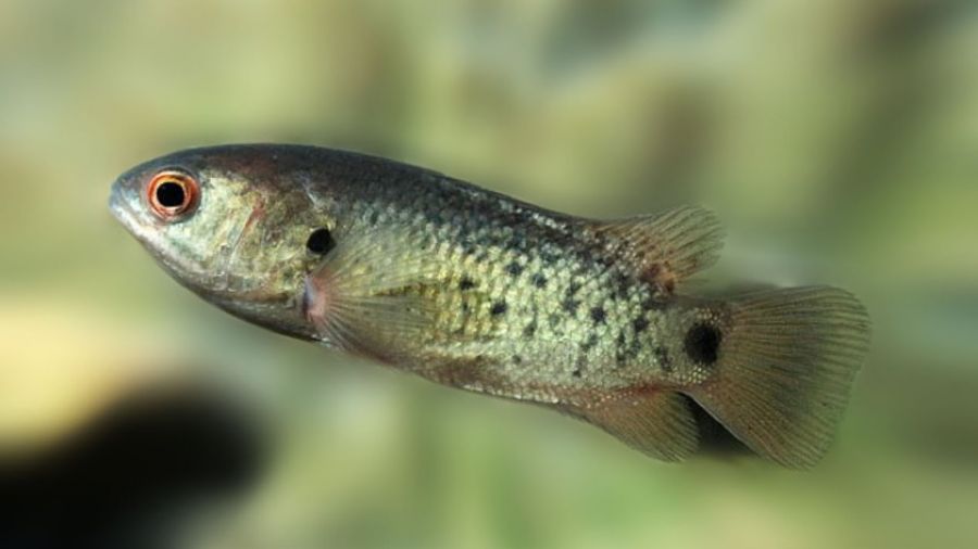 РИА «Новости»: Развеяны мифы вокруг одной из самых загадочных рыб в мире