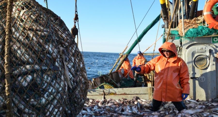 Фарерские острова разгневали Лондон, разрешив судам из РФ ловлю рыбы в водах Британии