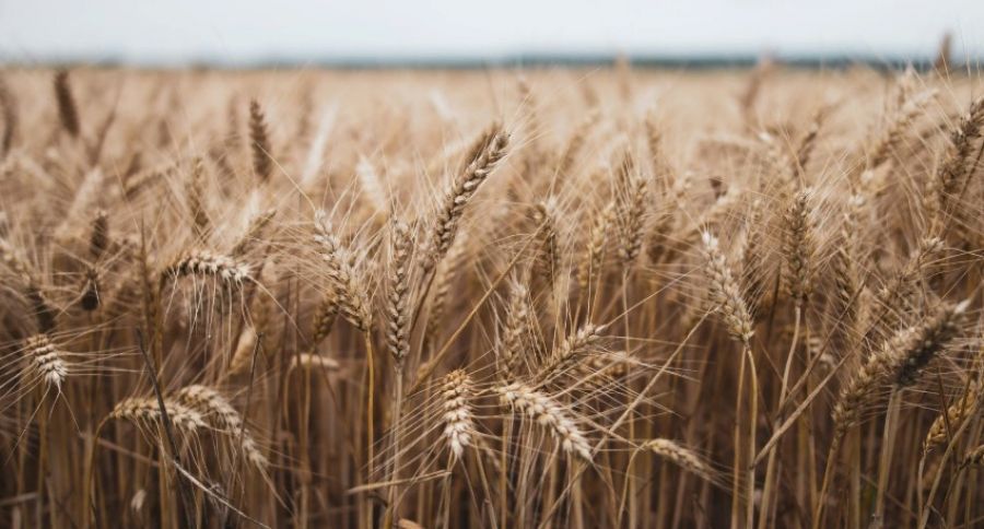 Россия готова обеспечить перевозку украинского зерна, гарантируя безопасность