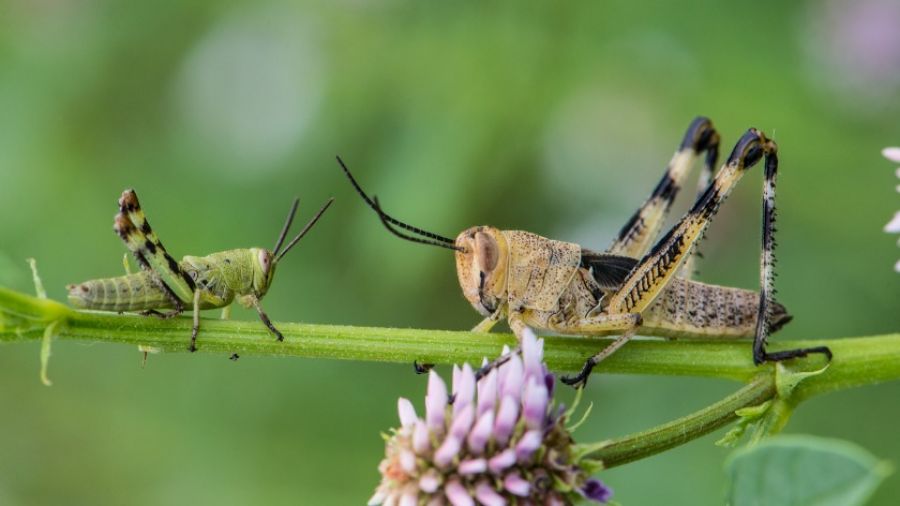 РИАН: Киев использовал саранчу для уничтожения посевов в ЛНР и России