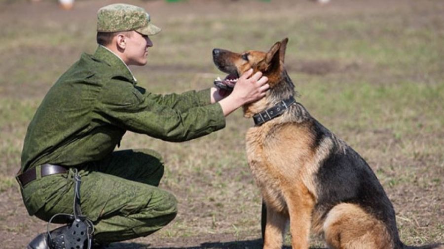 В зоне СВО российские военные похоронили героическую овчарку по кличке Сармат