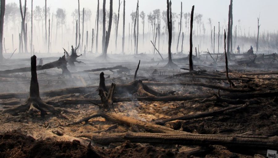 «Не защитили - изымайте»: Шумков предложил отправлять горелый лес в Донбасс