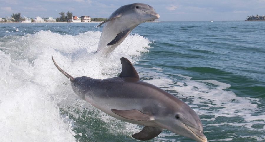 «СП»: Спецназ из дельфинов снова призван в строй. «Секретное оружие» РФ сметёт боевого пловца за 3 секунды