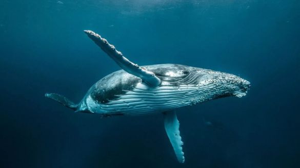 Мертвый кит взорвался на глазах у отдыхающих в Калифорнии