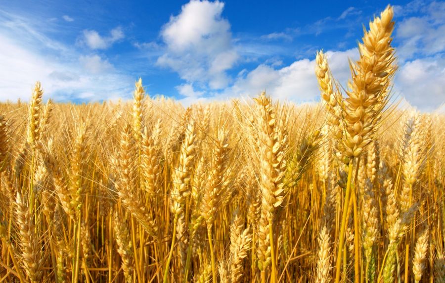 Экспорт пшеницы максимально подорожал с апреля