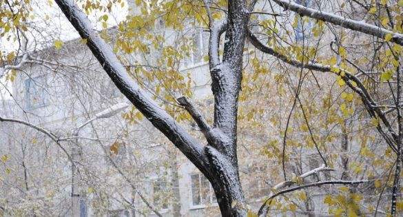 Синоптик Тишковец предупредил Россию о первом снеге 1 сентября